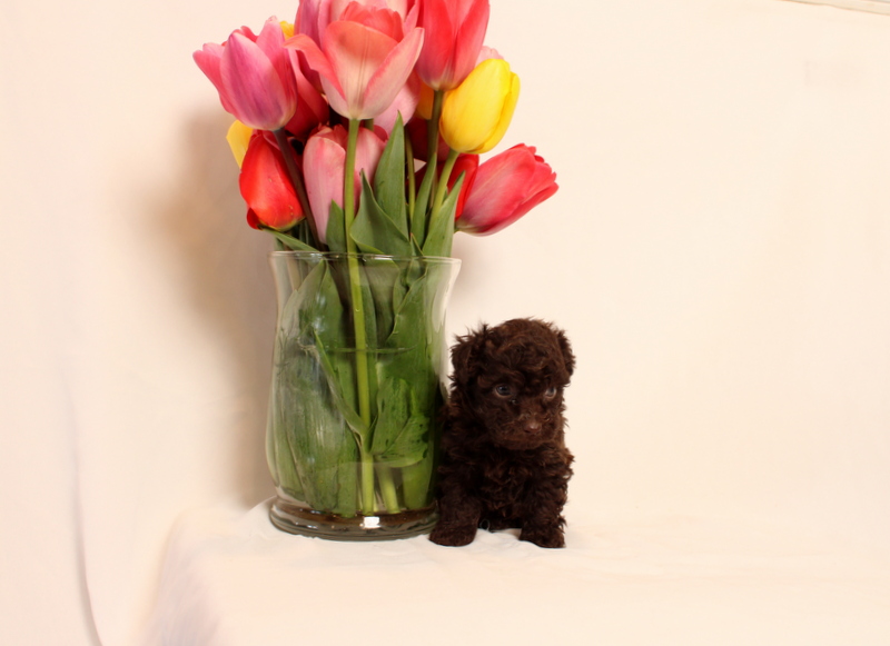 puppy, for, sale, Toy Poodle, Matthew B. Stoltzfus, dog, breeder, Gap, PA, dog-breeder, puppy-for-sale, forsale, nearby, find, puppyfind, locator, puppylocator, aca